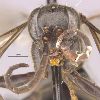 Media type: image;   Entomology 13652 Aspect: head frontal view